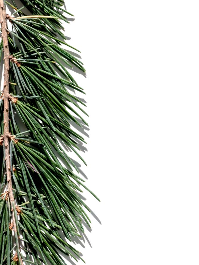 Detailed view of a pine tree branch with lush green needles on white background.
